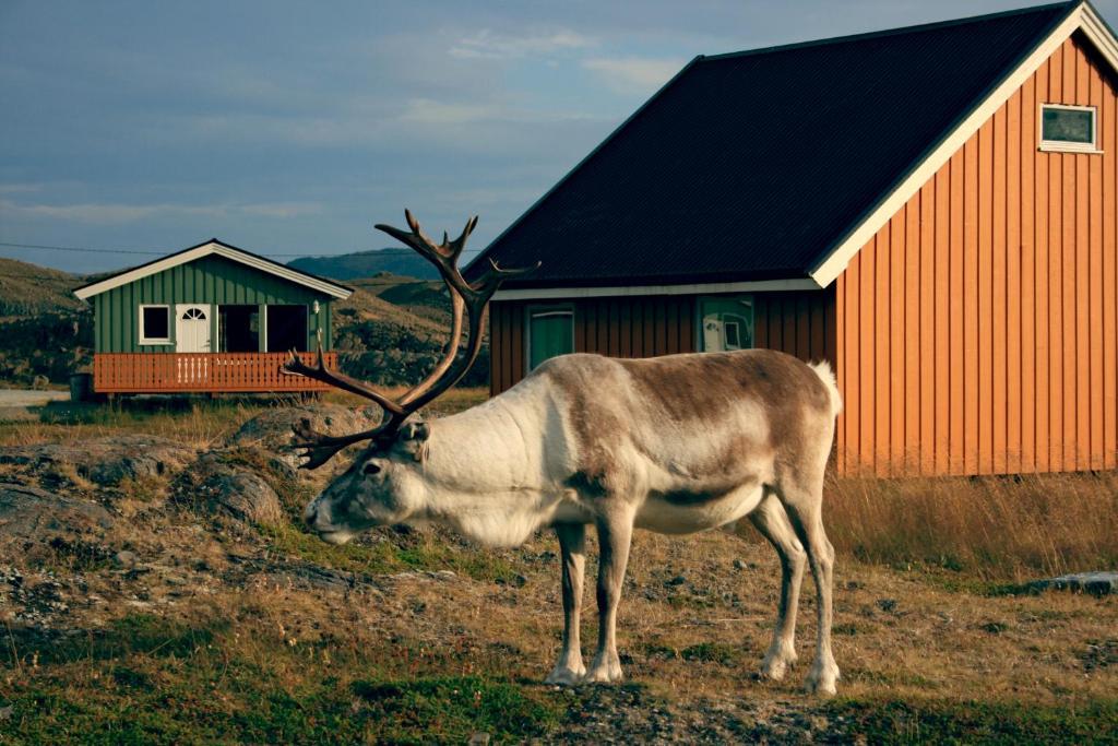 Nordkapp Camping Honningsvåg Exterior foto
